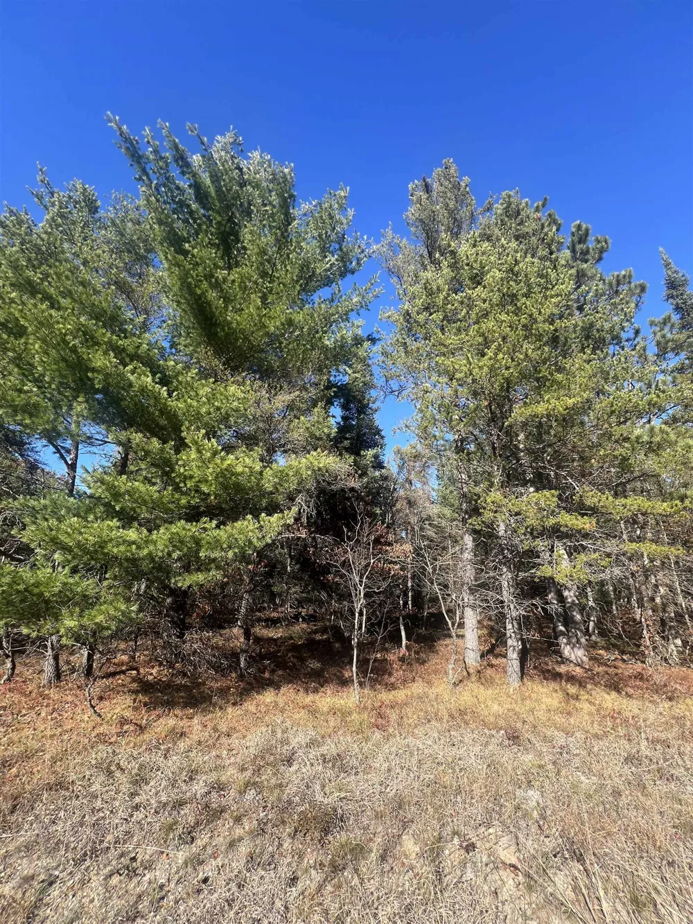 E North Down River Road Lovells Township, MI 49738