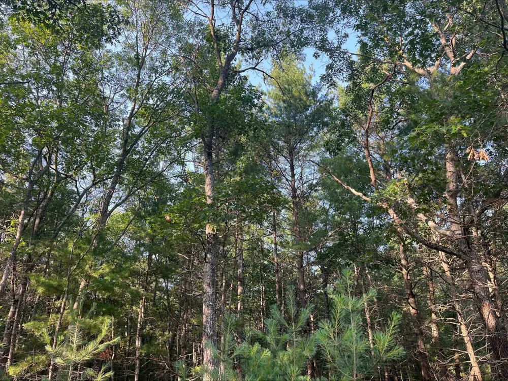 MacKenzie Road Au Sable Charter Township, MI 48750