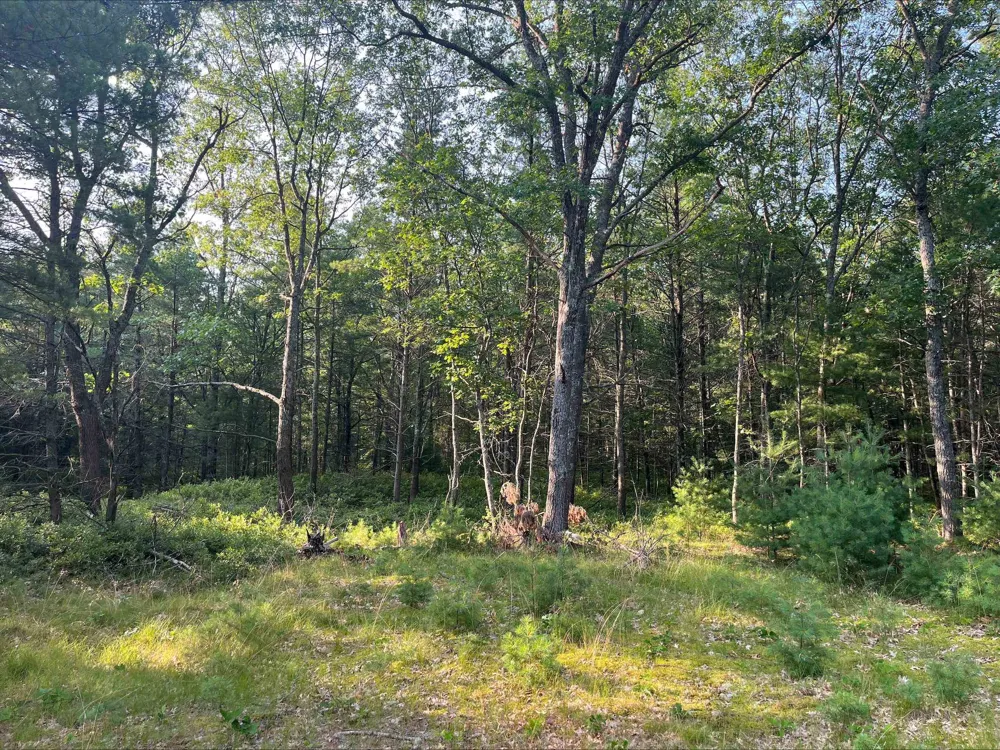 MacKenzie Road Au Sable Charter Township, MI 48750