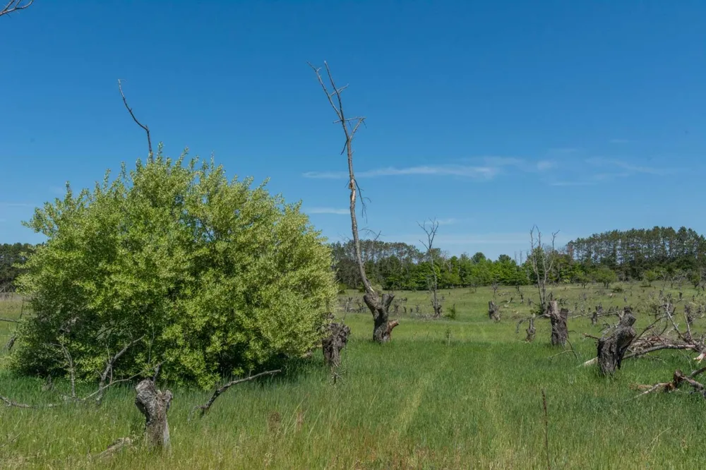 W Ryant Road Cleveland Township, MI 49664