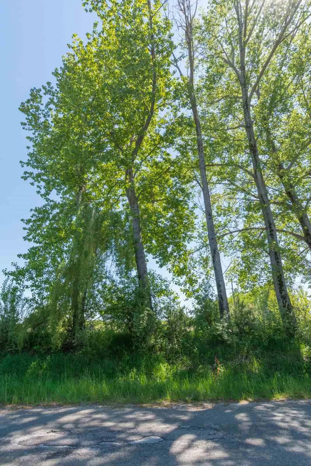 W Ryant Road Cleveland Township, MI 49664