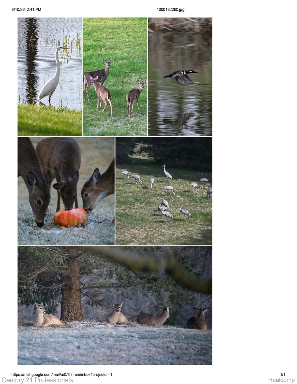 5675 36 Mile Road Bruce Township, MI 48065