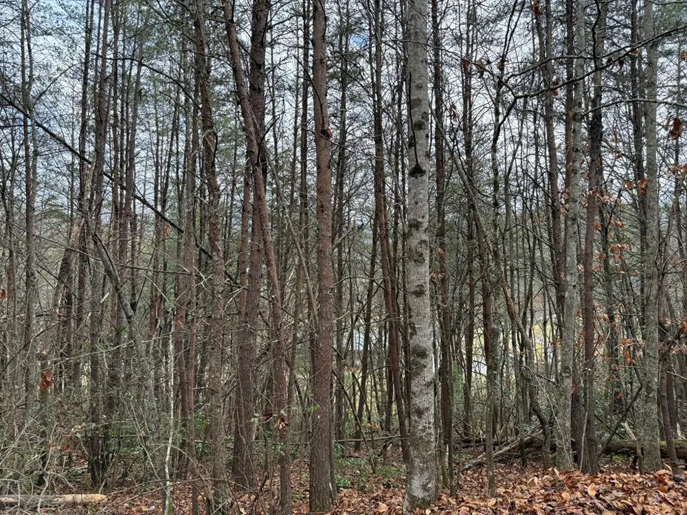 Ideal Acres Otto, NC 28763