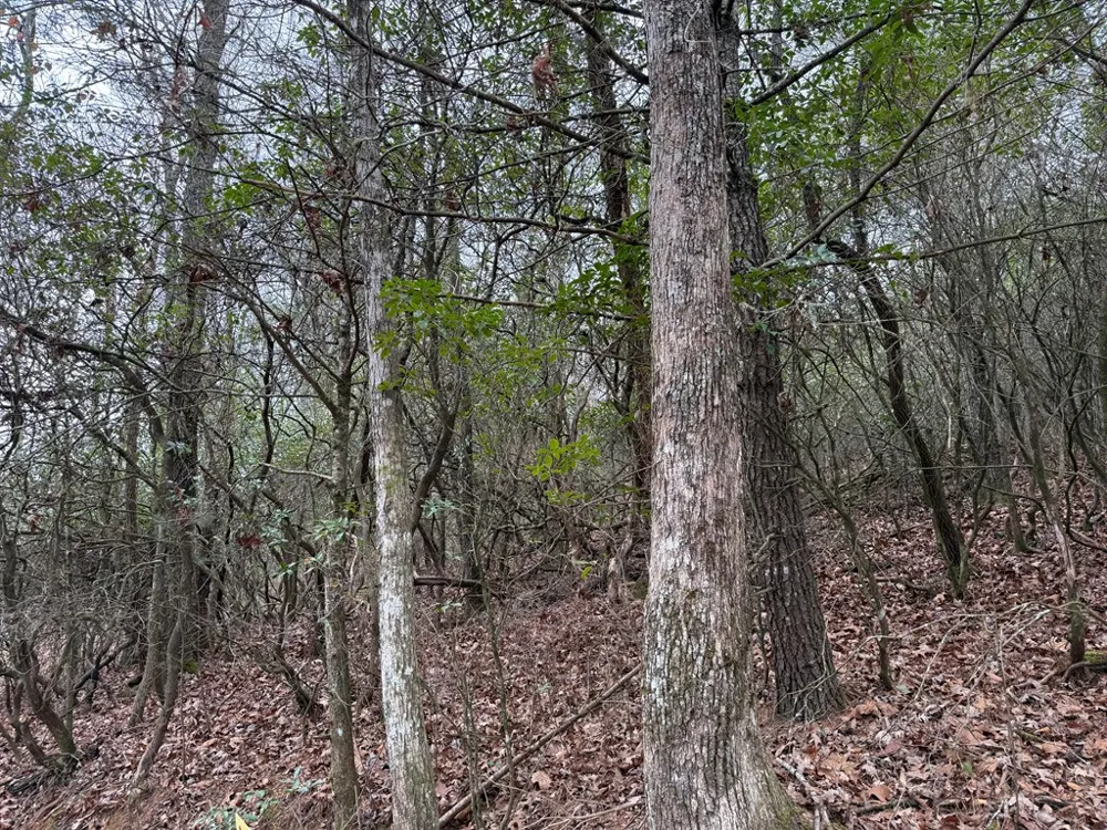 Ideal Acres Otto, NC 28763