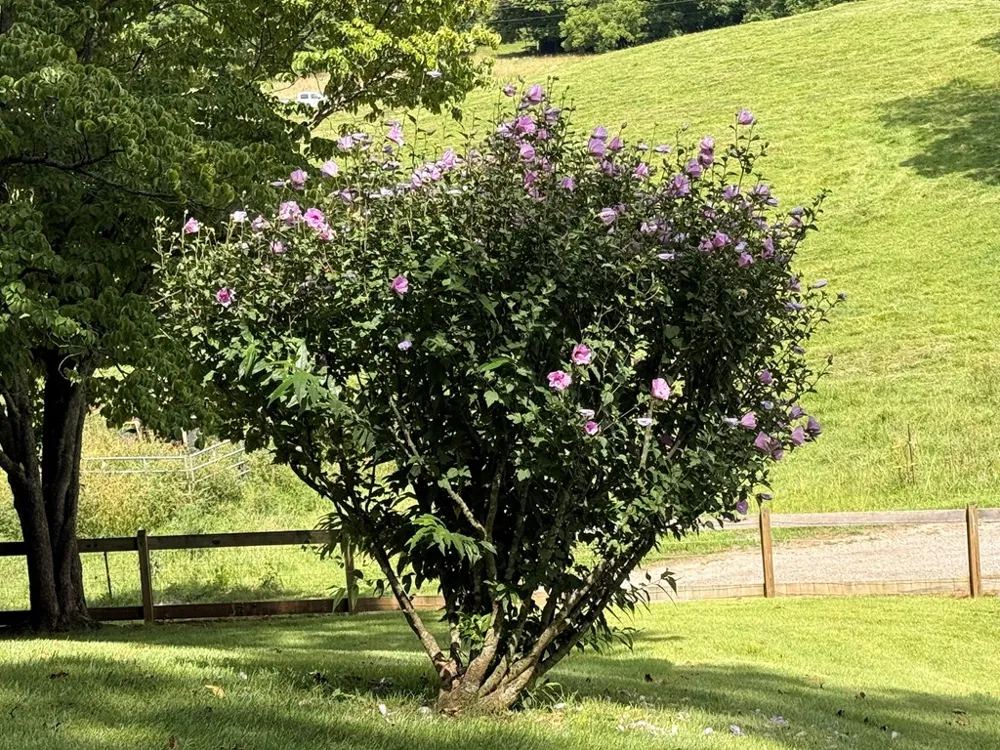 Bethabara Loop Hayesville, NC 28904