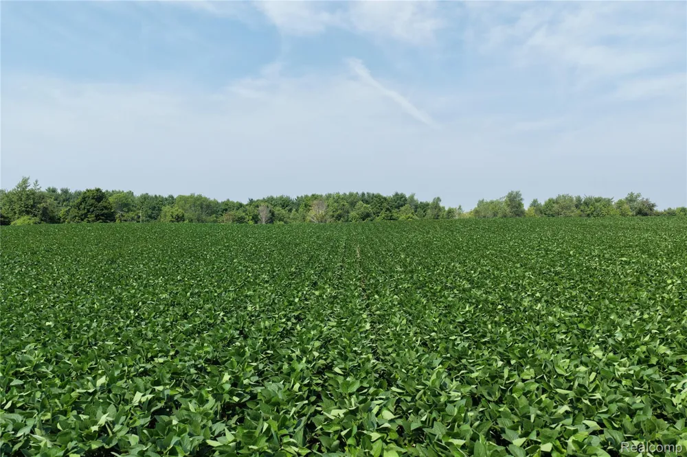 Custer Rd Sanilac Township, MI 48419