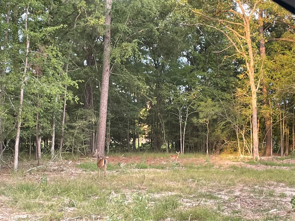 Clear Springs Road Trinity, TX 75862