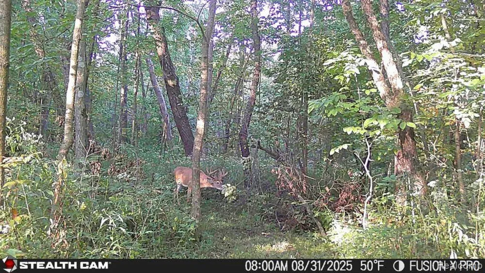 4502 Cemetery Road Koylton Township, MI 48741