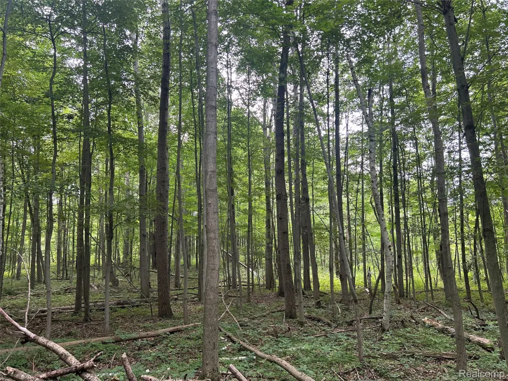 4502 Cemetery Road Koylton Township, MI 48741