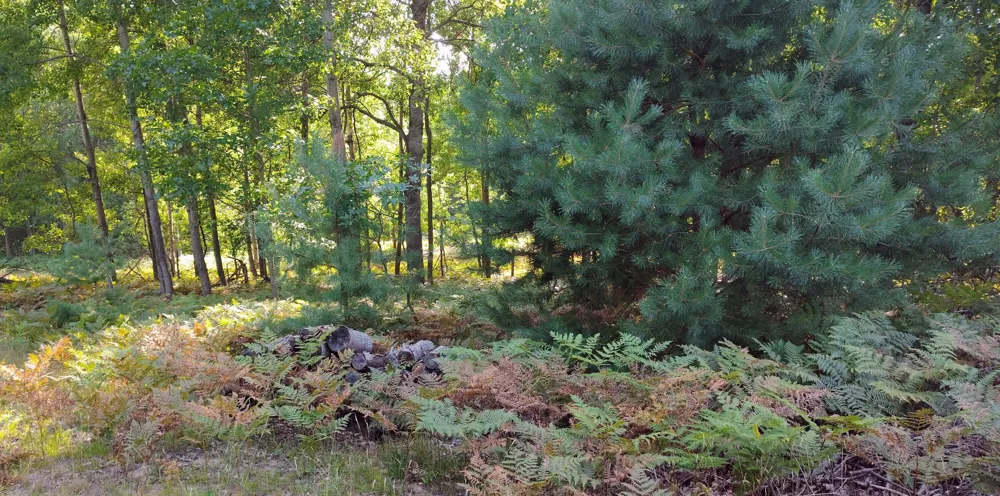 6809 W Deer Road Golden Township, MI 49436