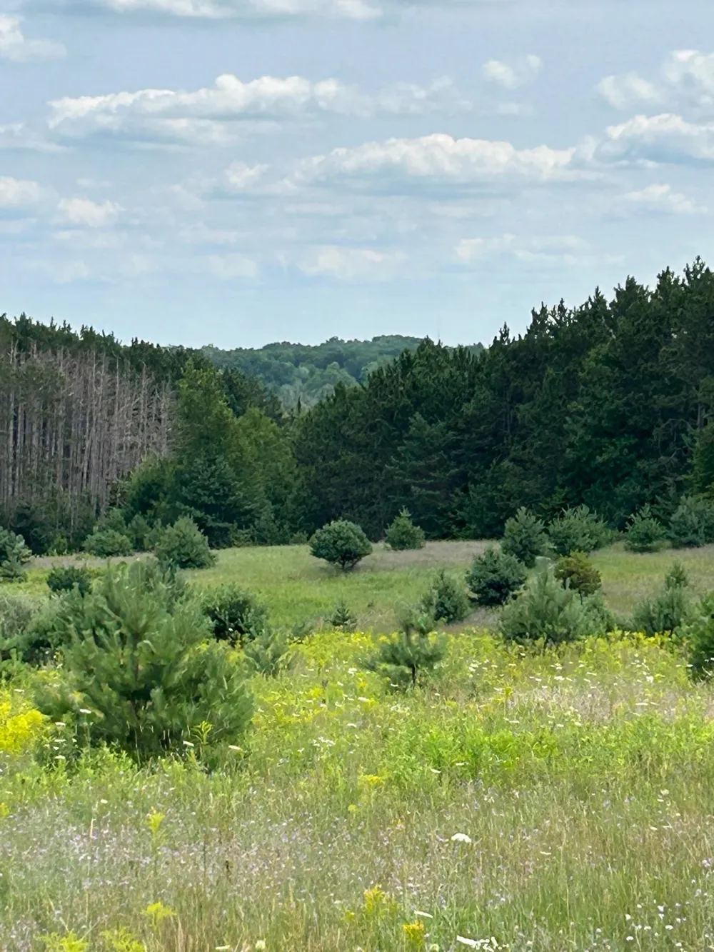 Markenwood Lane Whitewater Township, MI 49690