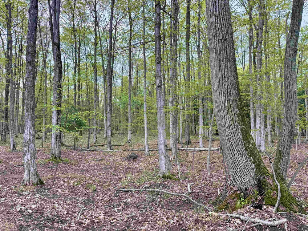 6639 Fall Road Green Lake Township, MI 49637
