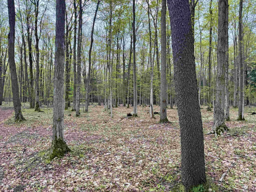 6639 Fall Road Green Lake Township, MI 49637