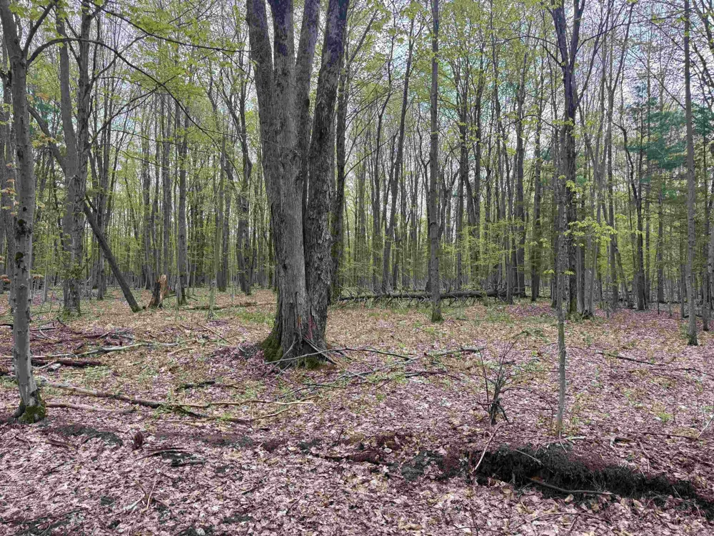 6639 Fall Road Green Lake Township, MI 49637