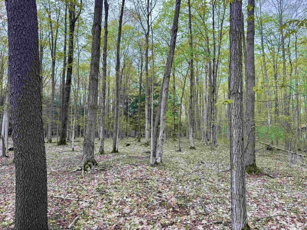 6639 Fall Road Green Lake Township, MI 49637