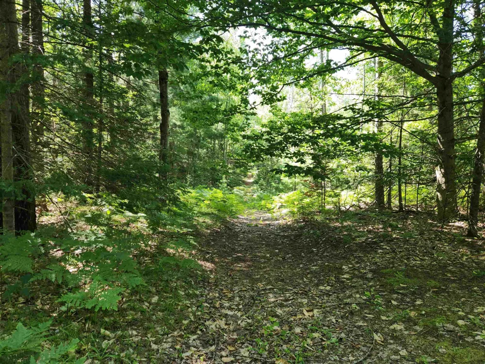 Christie Drive Orange Township, MI 49646