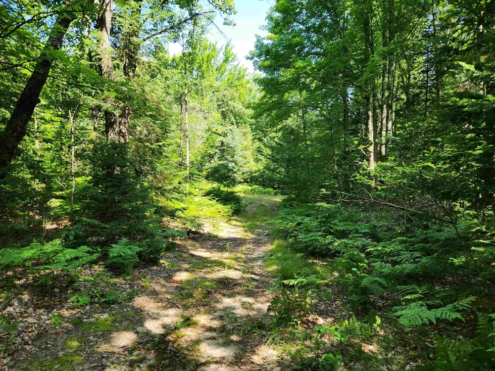 Christie Drive Orange Township, MI 49646