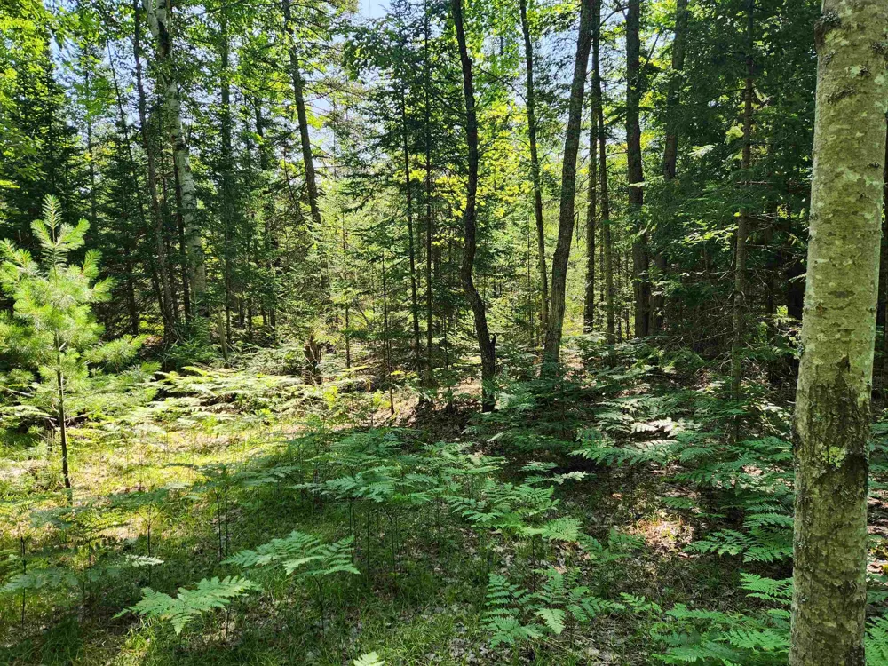 Christie Drive Orange Township, MI 49646