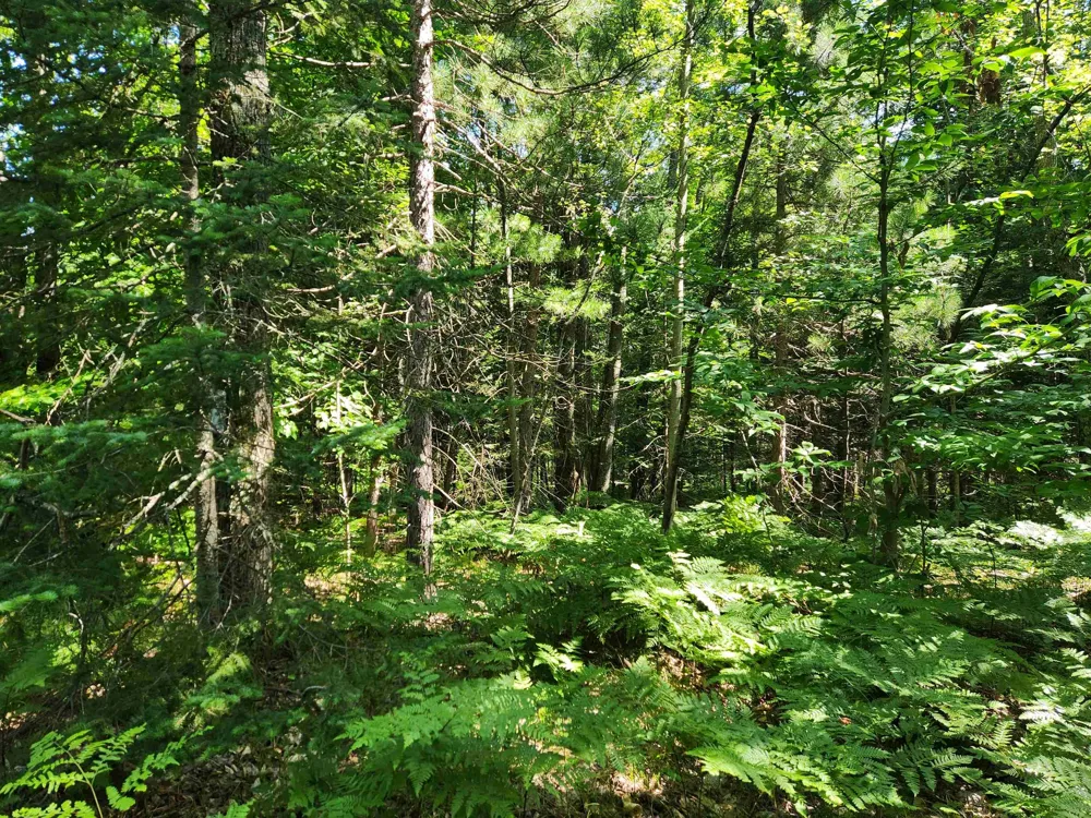 Christie Drive Orange Township, MI 49646