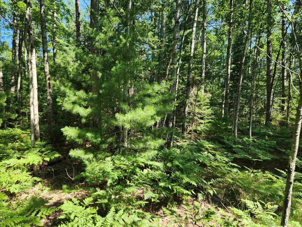 Christie Drive Orange Township, MI 49646