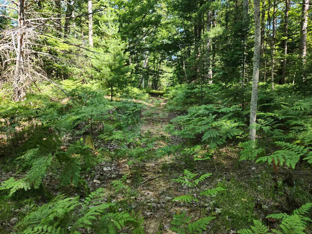 Christie Drive Orange Township, MI 49646