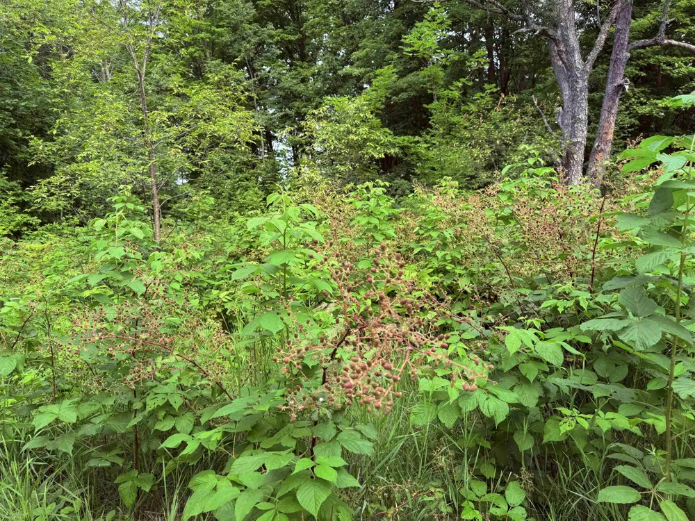 549 Kleehammer Club Drive Excelsior Township, MI 49646