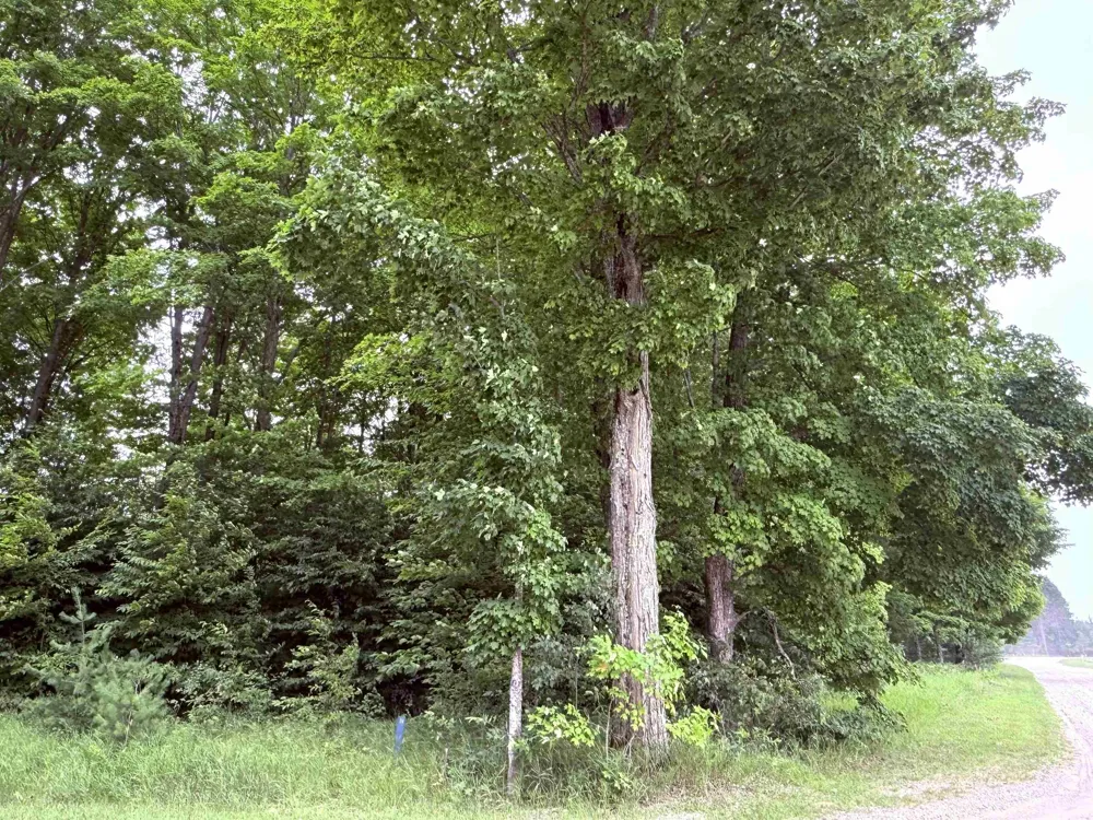 549 Kleehammer Club Drive Excelsior Township, MI 49646