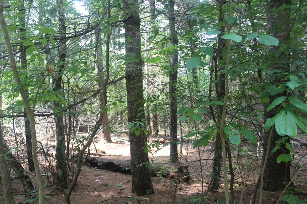 Whitefish Trail Torch Lake Township, MI 49648