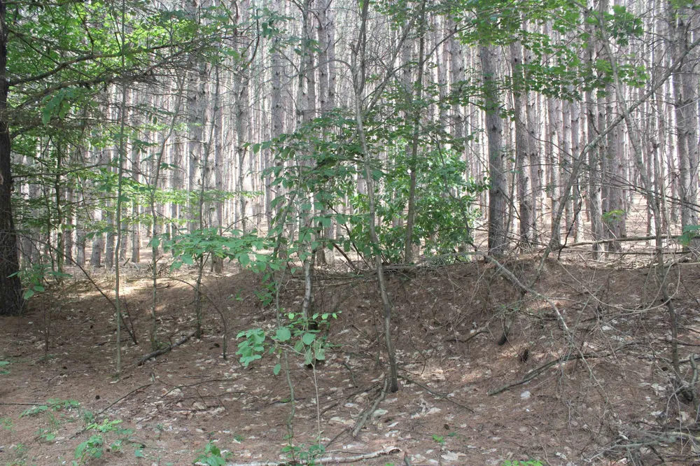 Whitefish Trail Torch Lake Township, MI 49648