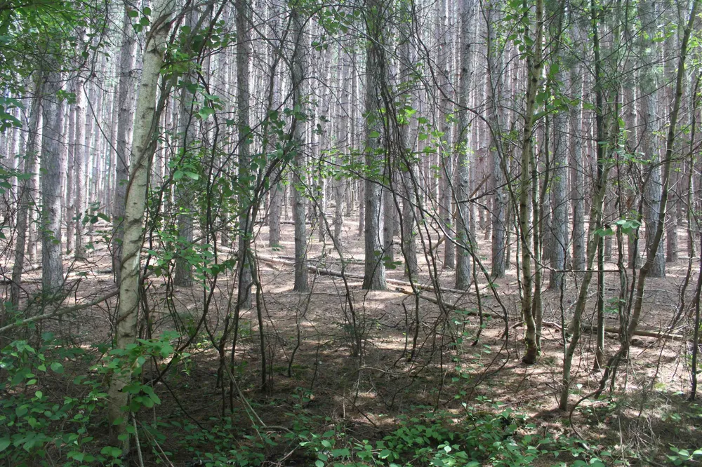 Whitefish Trail Torch Lake Township, MI 49648