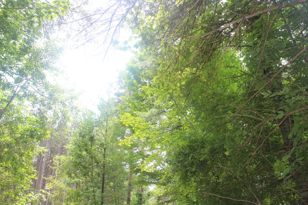 Whitefish Trail Torch Lake Township, MI 49648