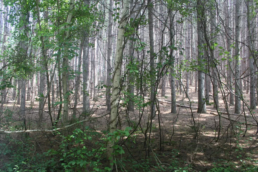 Whitefish Trail Torch Lake Township, MI 49648