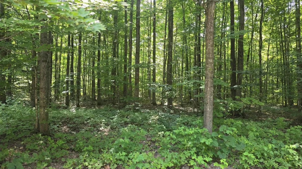 8494 Starvation Lake Road Mancelona Township, MI 49659