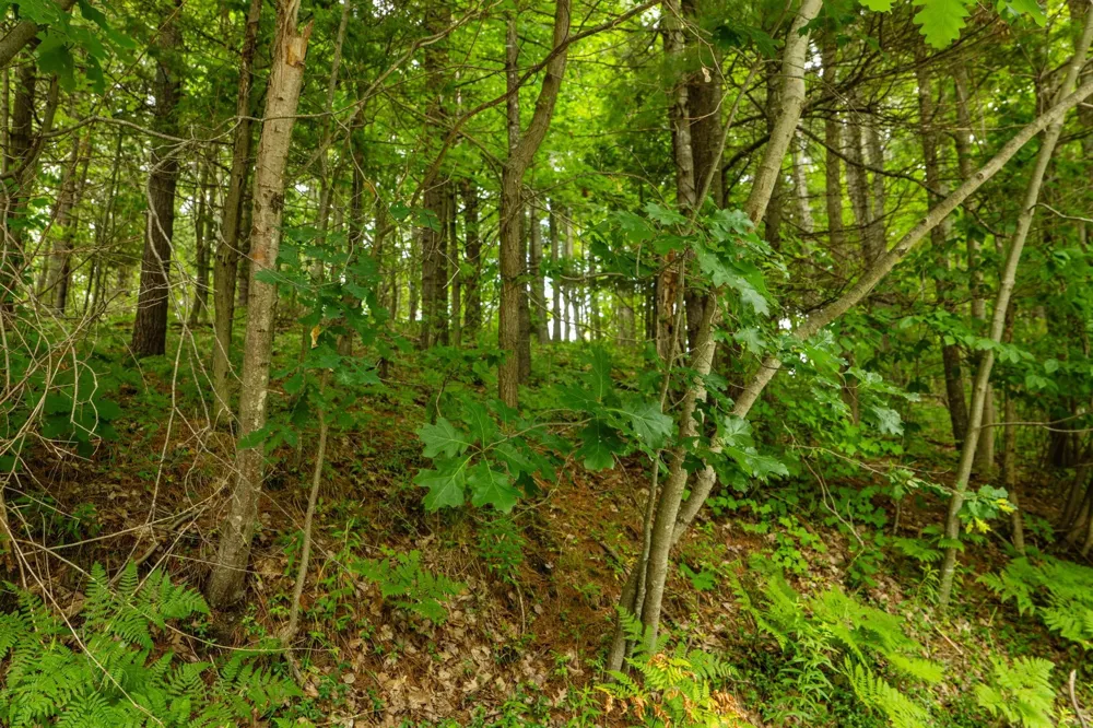 S West Street Leelanau Township, MI 49670