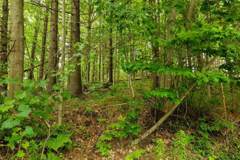 S West Street Leelanau Township, MI 49670