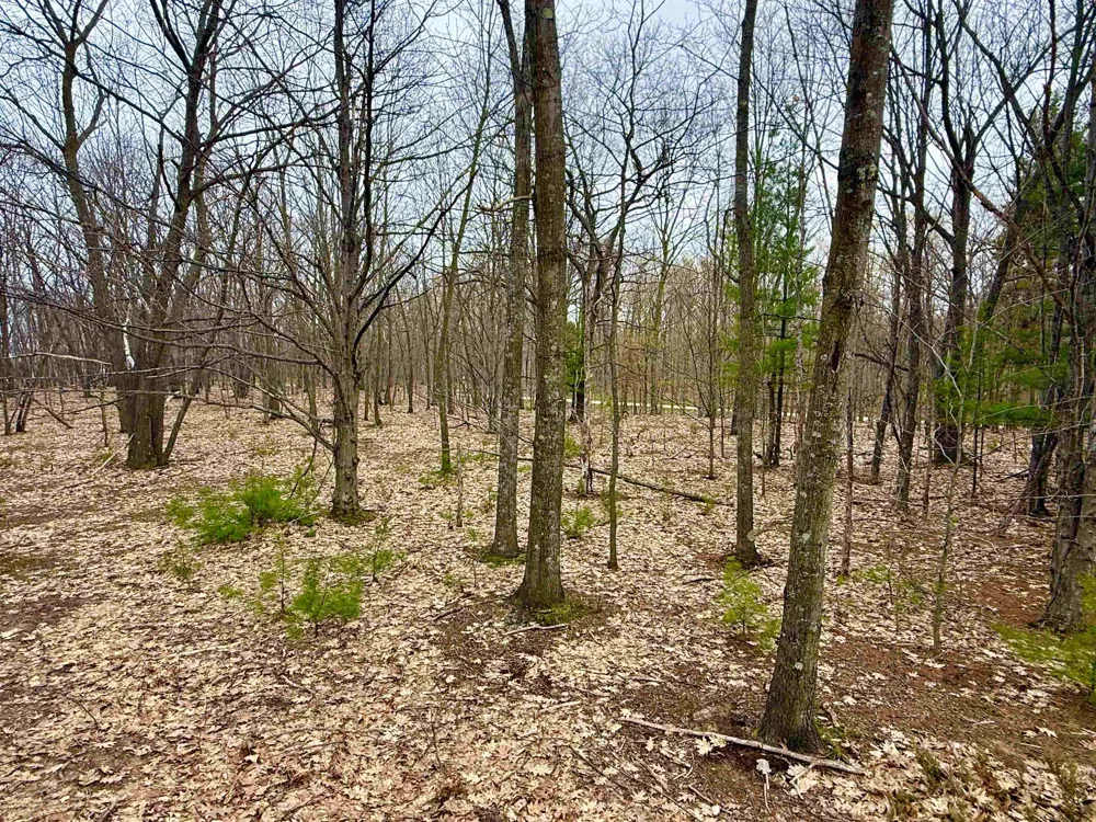 W Big Sky Trail Glen Arbor Township, MI 49664