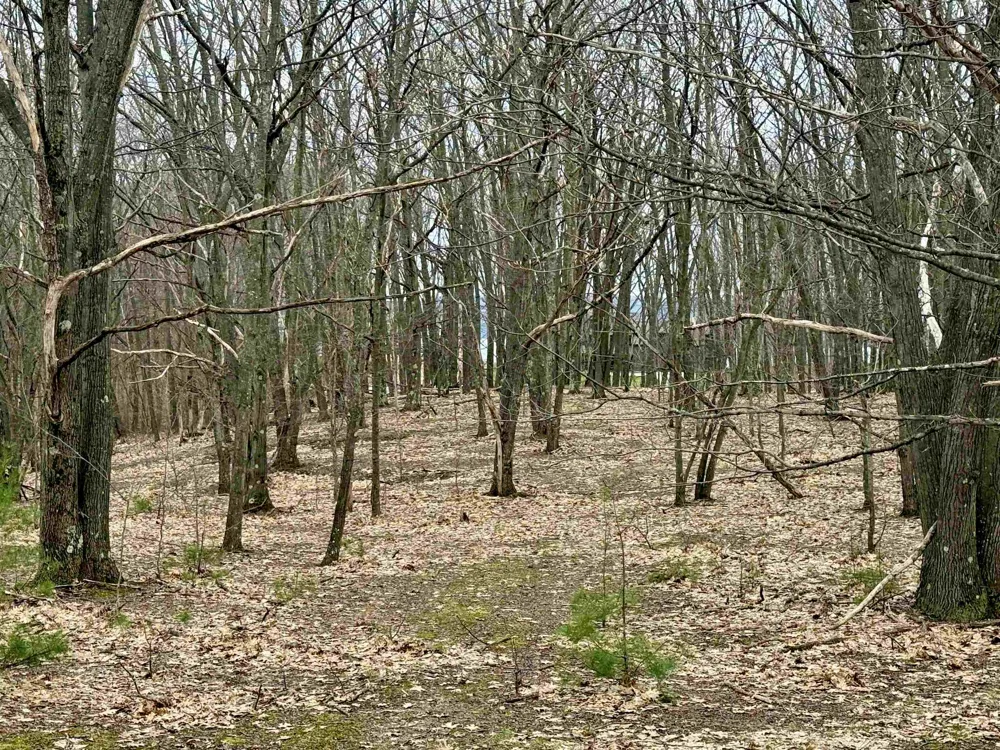 W Big Sky Trail Glen Arbor Township, MI 49664