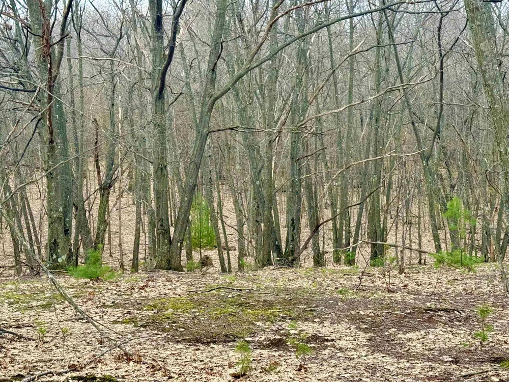 W Big Sky Trail Glen Arbor Township, MI 49664