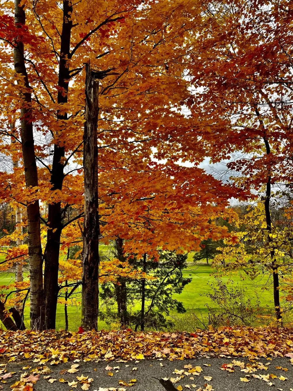 Lakeview Trail Torch Lake Township, MI 49648