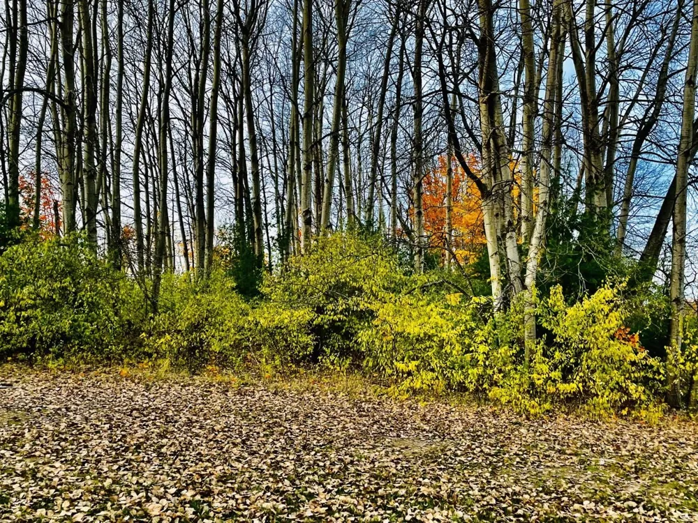 Lakeview Trail Torch Lake Township, MI 49648