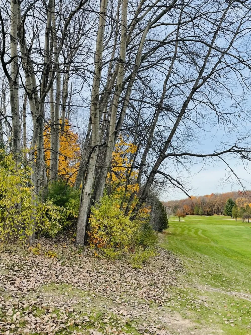 Lakeview Trail Torch Lake Township, MI 49648