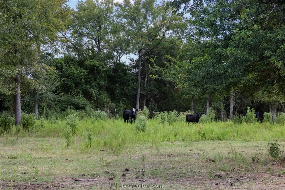 3835 County Road 151 Bedias, TX 77831