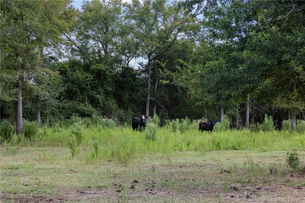 3835 County Road 151 Bedias, TX 77831