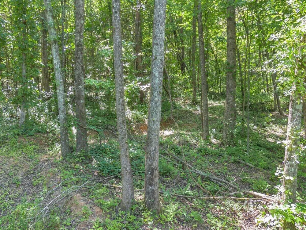 5545 Francis Springs Whitwell, TN 37397