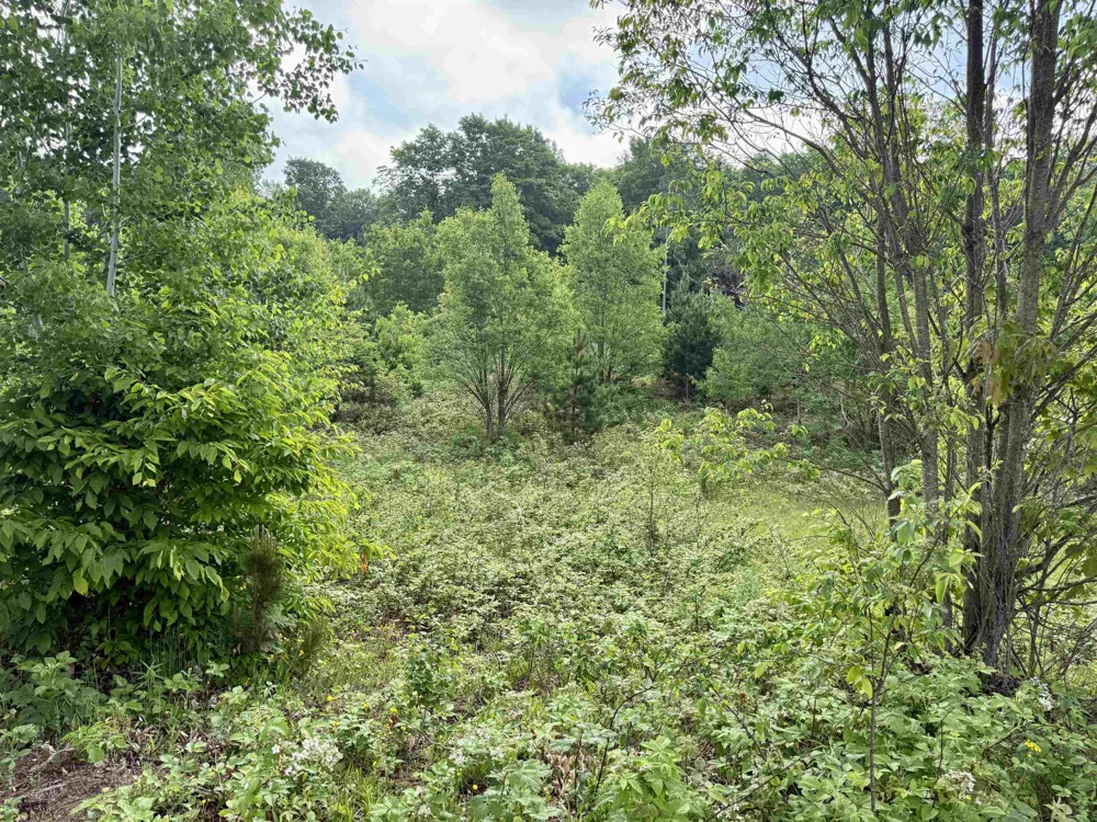 E Kasson Road Kasson Township, MI 49664