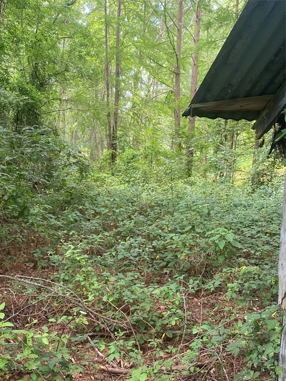 140 Bellview Road Ringgold, LA 71068
