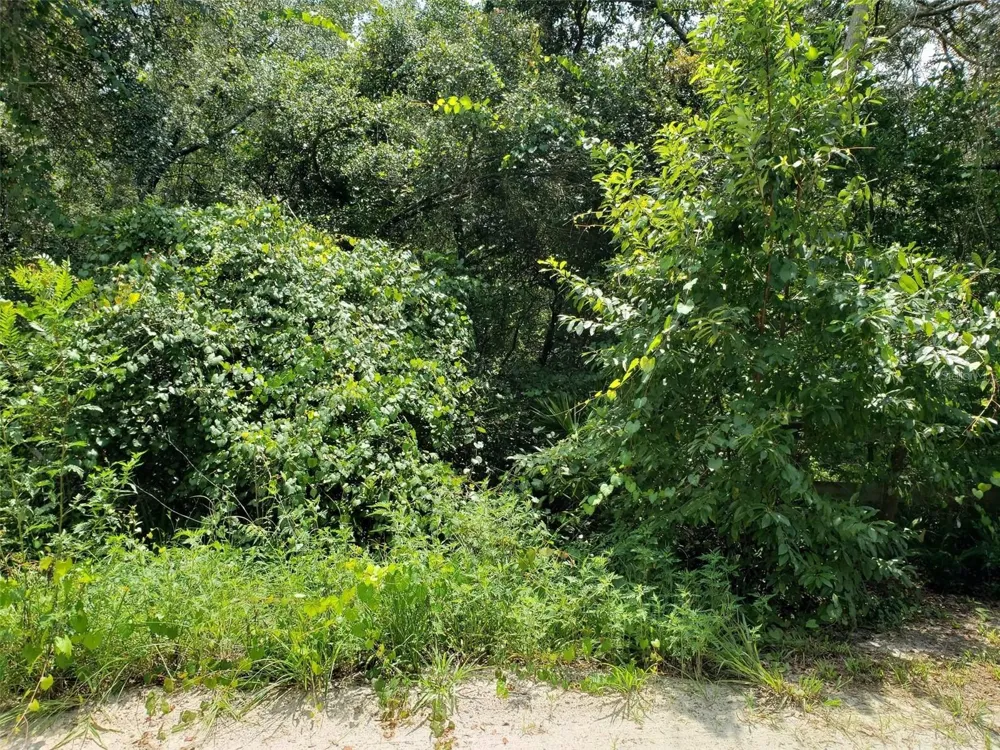 PINE VALLEY DRIVE Paisley, FL 32767