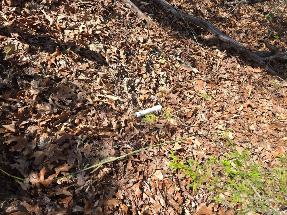 Hornet Whittier, NC 28789