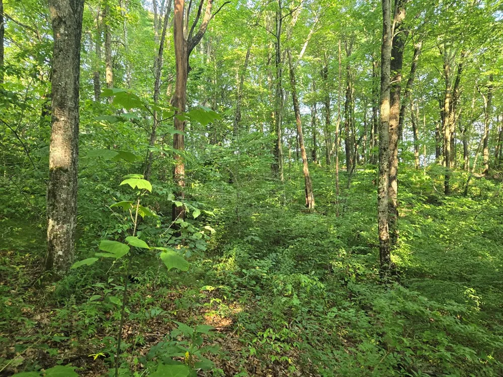 Greenspire Road Sylva, NC 28779