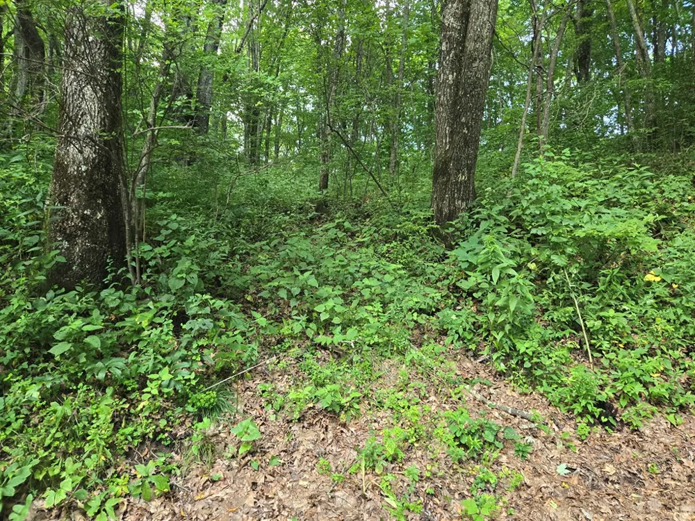 Greenspire Road Sylva, NC 28779